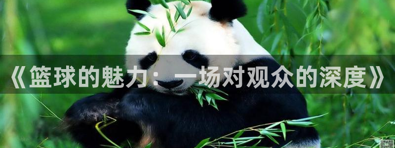 《篮球的魅力：一场对观众的深度》
